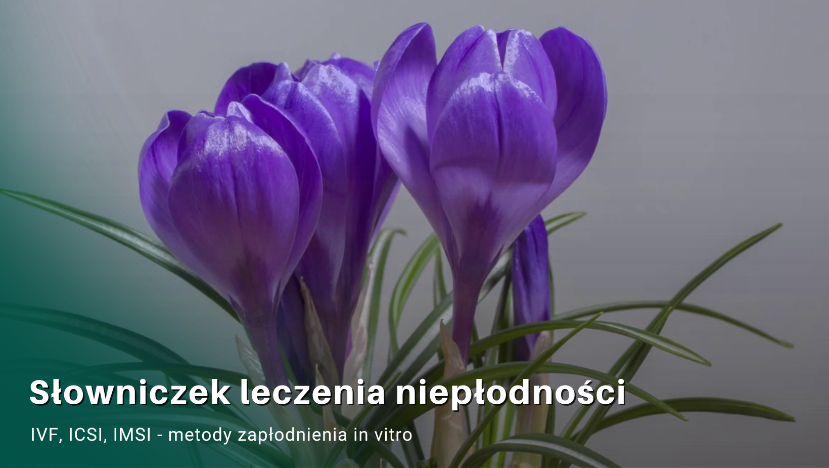 IVF, ICSI, IMSI – metody zapłodnienia in vitro