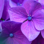 Mikrobiom endometrium a implantacja zarodka