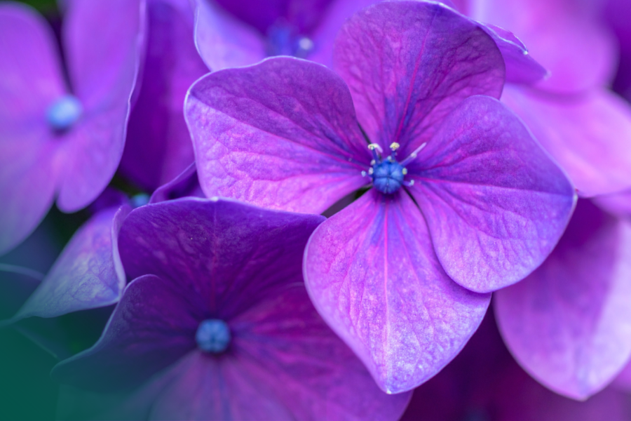 Mikrobiom endometrium a implantacja zarodka