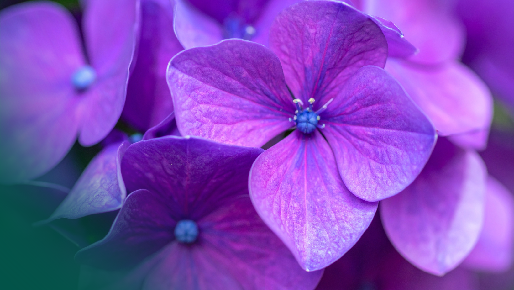 Mikrobiom endometrium a implantacja zarodka