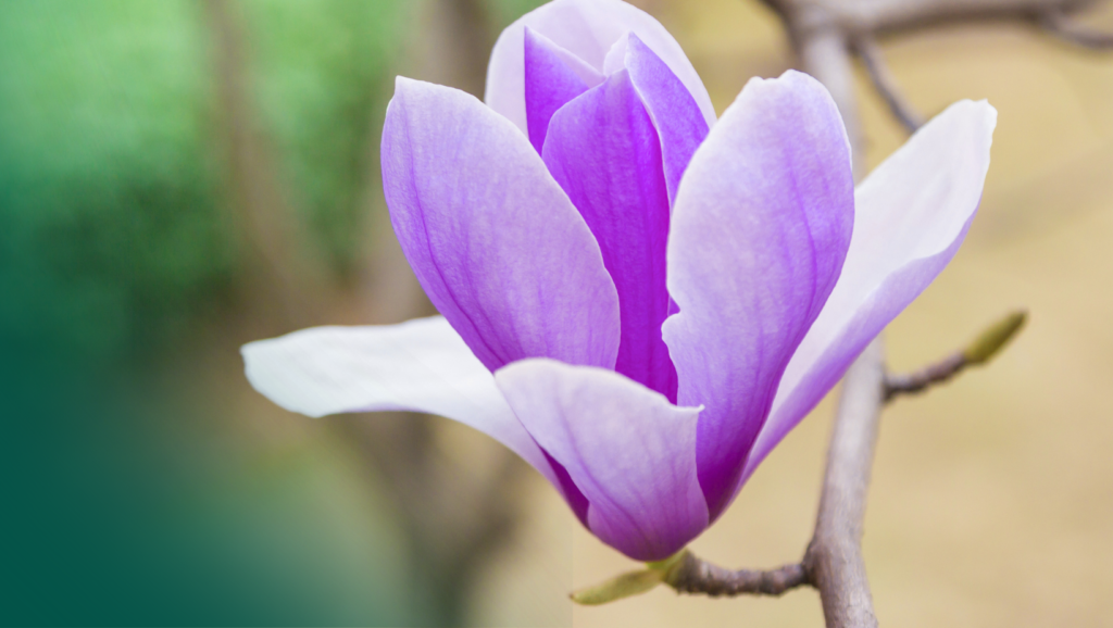 Skurcze macicy a implantacja