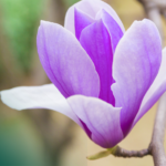 Ocena i leczenie czynności skurczowej macicy – kiedy nadmierna aktywność może utrudniać implantację?