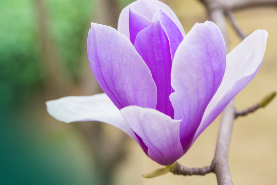 Ocena i leczenie czynności skurczowej macicy – kiedy nadmierna aktywność może utrudniać implantację?